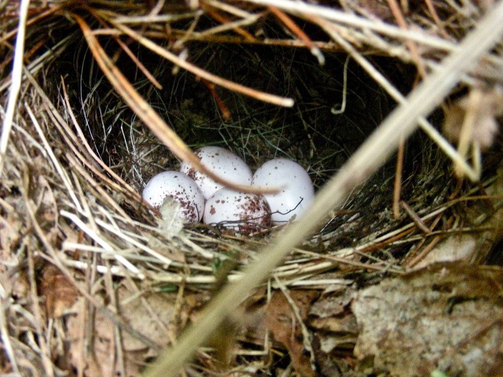 Ovenbird nest by K.P. McFarland is licensed under CC BY-NC 2.0